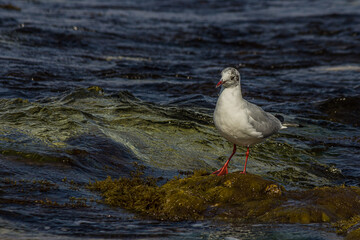 The black-headed gull (Chroicocephalus ridibundus) is a small gull that breeds in much of the Palearctic including Europe and also in coastal eastern Canada. Shot on the Black sea (Crimea).