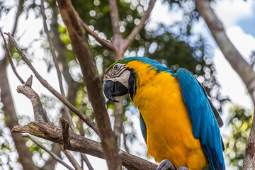 Portrait of a blue-and-yellow macaw (Ara ararauna) sitting on a branch and looking at the side. This parrots inhabits forest, woodland and savannah of tropical South America.