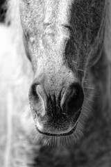 Portrait of a horse. State Of Goa. India