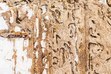 Close up termites or Termites eat and destroy in notebooks and books.