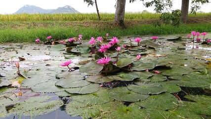 Pink water lily plant With both blooming and buds In the morning, amid the surrounding lotus leaves There are many species Popular to worship the Buddha. Holy thing And in almost all types of sacred w