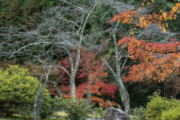 森の紅葉