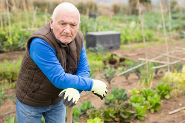Fototapeta premium Portrait of senior man gardener during working at land garden outdoor