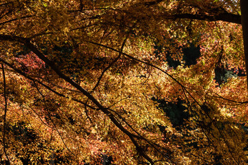 輝く紅葉