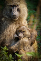 Chacma baboon (Papio ursinus) mother nursing young cute baboon baby, Lake Mburo national park, Uganda.