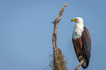 African Fish Eagle (Haliaeetus vocifer), Lake Mburo National Park, Uganda.