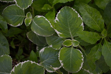 Natural background of green leaves