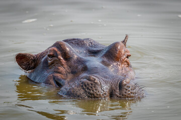 Hippo (Hippopotamus amphibious) relaxing in the water during the day, Lake Mburo National Park, Uganda.