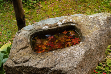 手水鉢の中の紅葉