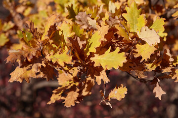 Fototapeta na wymiar Orange oak leaves in autumn forest
