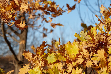 Orange oak leaves in autumn forest