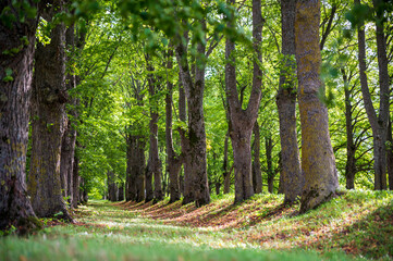 Beautiful roads and trails in nature.