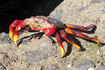 rote_Klippenkrabbe