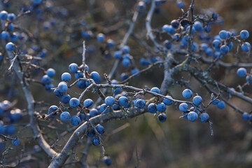 Blackthorn or sloe blue berries close up