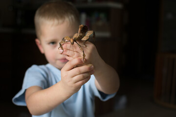 Little child with phasamid insect on his hands isolated on dark background