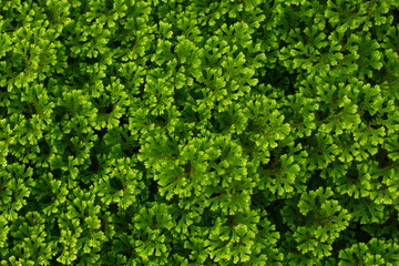 Obraz premium green ivy background