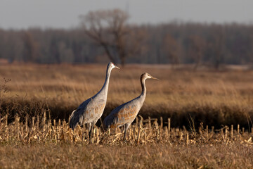 Obraz premium The flock of sandhill cranes on field