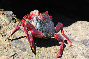rote_Klippenkrabbe