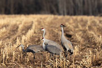 The flock of sandhill cranes on field
