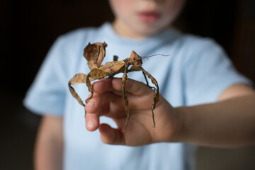 Little child with phasamid insect on his hands isolated on dark background. Saver insect concept