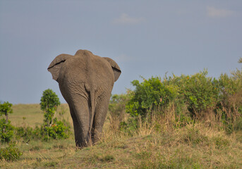 rear view of single large african elephant walking away in the wild and showing its behind in masai mara, kenya