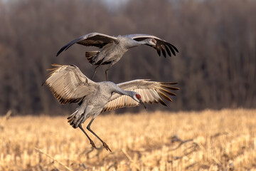 The sandhill cranes in flight