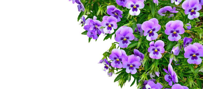 Beautiful spring or summer floral border - purple Violets or pancy flowers close up on white background isolated with copy space. Greeting card template, elegant botanical festive frame