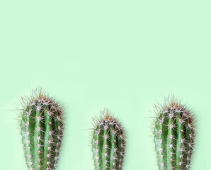 cactus isolated on pastel color background