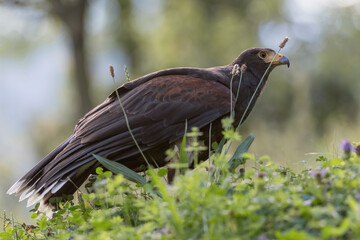 The Harris's hawk at ground (Parabuteo unicinctus)	