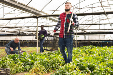 Three male farmers working at greenhouse plantation