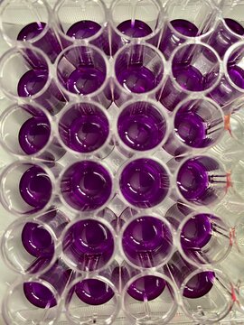 MTT assay protocol for measuring cell viability, proliferation and cytotoxicity