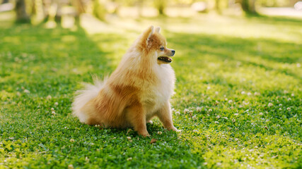 Naklejka na ściany i meble Cutest Little Pomeranian Dog Resting on a Lawn, Performs Command Sit. Top Quality Dog Breed Specimen Shows it's Smartness, Cuteness, and Fluffy Beauty. Colorful Ground Side View Shot