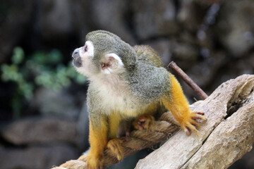 gewöhnliches_Totenkopfäffchen