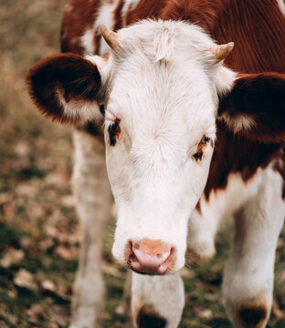 A white cow with red spots with small horns and a pink nose. Muzzle of a young thoroughbred bull from the farm. Large vertical portrait of a young cow.