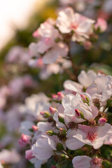 Beautiful white and pink flowers with a blurred background And the evening sun