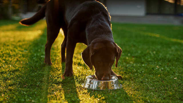 Super Cute Pedigree Brown Labrador Retriever Dog Drinks Water out of His Outdoors Bowl. Happy Little Doggy Having Fun on the Backyard. Sunny Day Outdoors