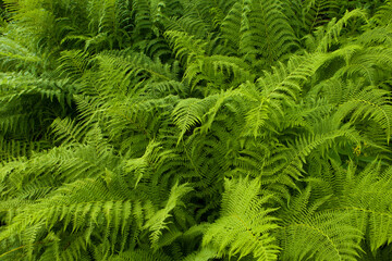Fototapeta na wymiar Perfect natural fern pattern. Abstract green fern leaf texture