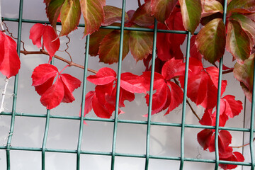 red and green autumn leaves background