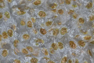 delicate seeds of a tree known as garden ipe, spread over a translucent surface - POA, SAO PAULO, BRAZIL.