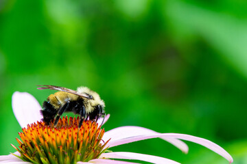 Bee on Echinacea Flower, Close up