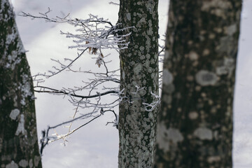 frozen trees and tree branches in winter, winter nature detail