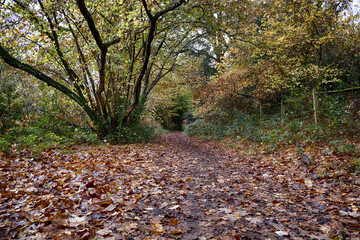 Walk way through a forest in the Autumn
