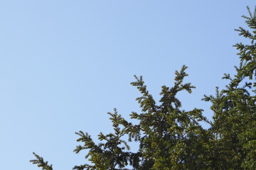 pine tree leaves and blue sky ( 4213 )