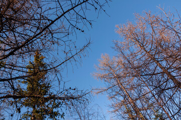 Birch and fir naked branches on the background of deep blue sky. Early spring in the sundown lights 