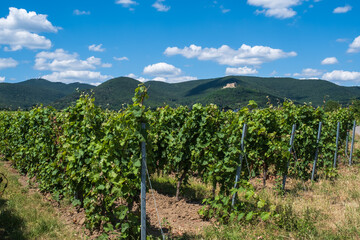 Fototapeta na wymiar Vines in the Palatinate / Germany, with the Hambach Castle in the background