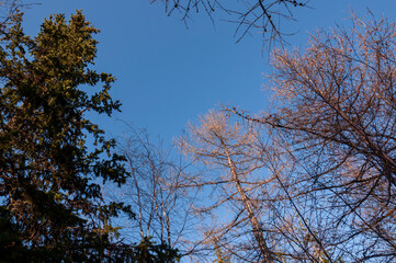 Birch and fir naked branches on the background of deep blue sky. Early spring in the sundown lights 
