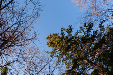 Birch and fir naked branches on the background of deep blue sky. Early spring in the sundown lights 