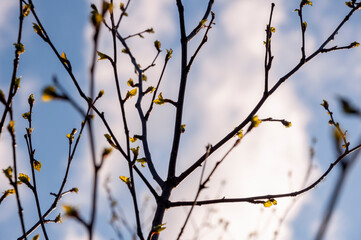 Birch and fir naked branches on the background of deep blue sky. Early spring in the sundown lights 