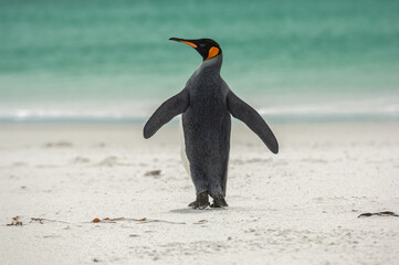A loan King Penguin on the Beach at Volunteer Point, Falkland Islands