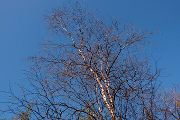 Birch and fir naked branches on the background of deep blue sky. Early spring in the sundown lights 
